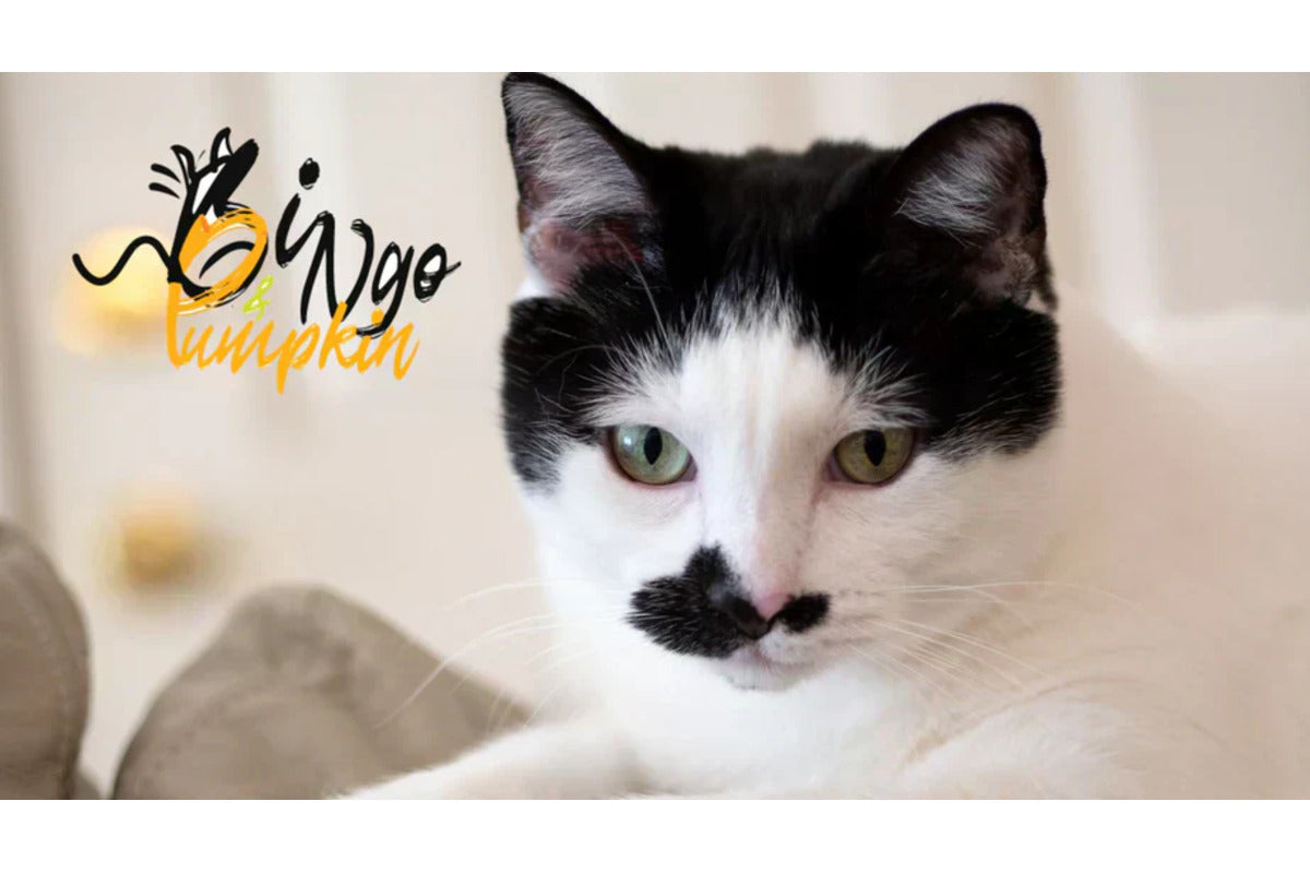 Bingo&Pumpkin: For the Love of Cats!